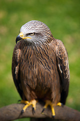 Image showing Hawk sitting on a stump. 