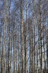 Image showing trunks of birch trees in spring grove