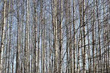 Image showing trunks of birch trees in spring forest