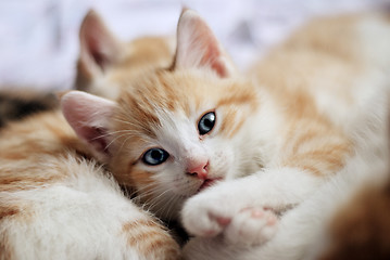 Image showing sweet kitty look at camera