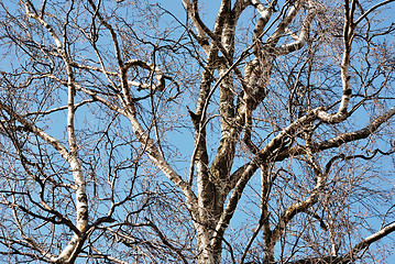 Image showing trunks of birch trees in spring forest