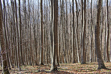 Image showing Beech forest 