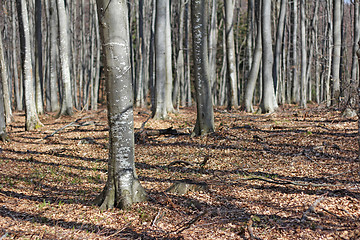 Image showing Beech woods