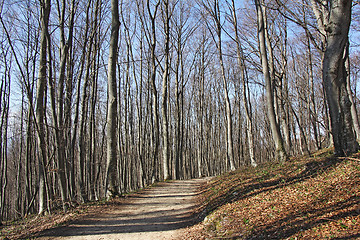 Image showing Trail in the woods