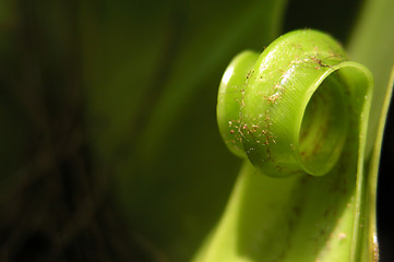 Image showing young fern leaf