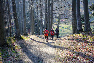 Image showing Walk in the woods