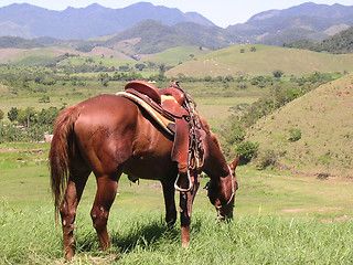 Image showing Horse in the fields
