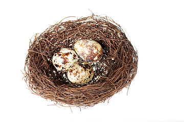 Image showing Bird's nest with eggs