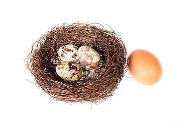 Image showing Bird's nest with eggs