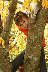 Image showing Boy climbing a tree