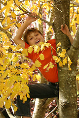 Image showing Child climbing in the tree branches