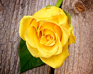 Image showing Yellow Rose