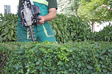 Image showing Man trimming hedge