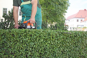 Image showing Man trimming hedge_2