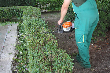 Image showing Man trimming hedge_3