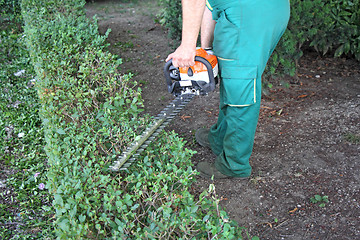 Image showing Man trimming hedge_4