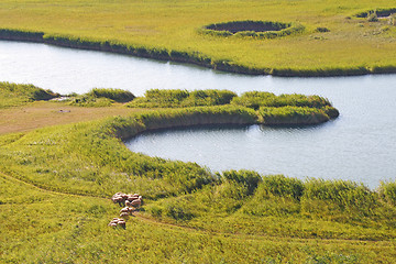 Image showing sheep on meadow