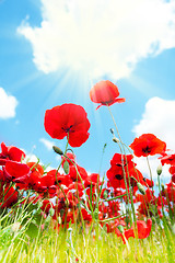 Image showing Close-up of poppy flowers