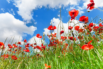 Image showing Red poppy flowers