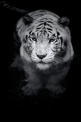 Image showing White Tiger