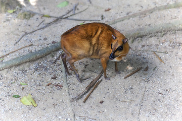 Image showing Mouse Deer