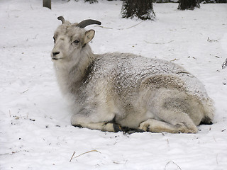 Image showing Goat