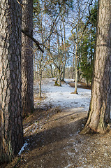 Image showing Spring landscape in a Baltic wood