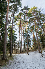 Image showing Spring landscape in a Baltic wood