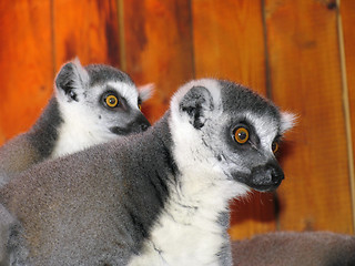 Image showing Ring-tailed lemur