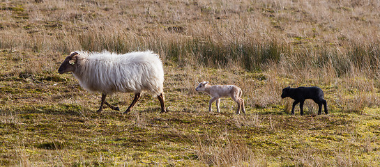 Image showing Adult sheep with black and white lamb