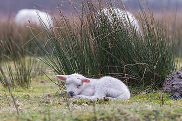 Image showing Little lamb