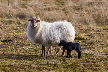 Image showing Adult sheep with black and white lamb