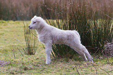 Image showing Little lamb