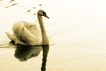 Image showing Lonely swan