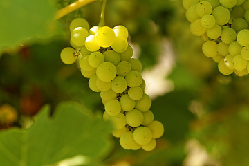 Image showing Fresh green grapes