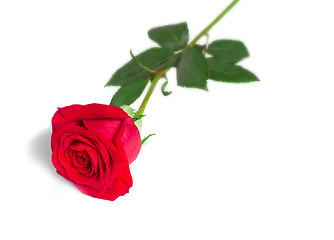 Image showing Flower red rose with leaves on a white background.