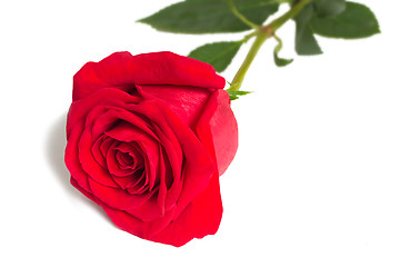 Image showing Flower red rose with leaves on a white background.