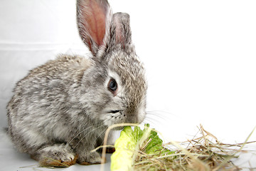 Image showing Gray rabbit