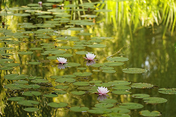 Image showing Pink water lily