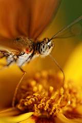 Image showing Orange butterfly