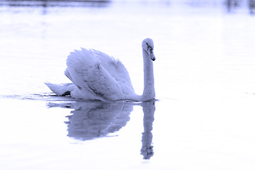 Image showing Lonely swan