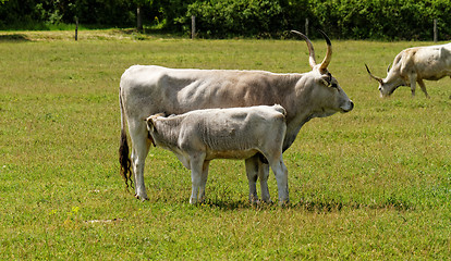 Image showing Gray cattle