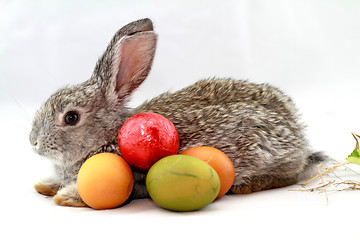 Image showing Gray rabbit