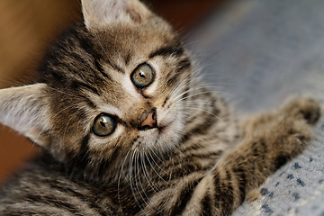 Image showing Tabby kitten