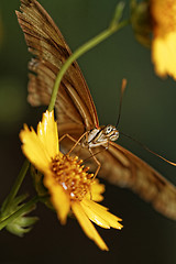 Image showing Orange butterfly