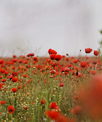 Image showing Red poppies