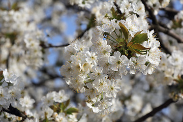 Image showing Cherry blossom