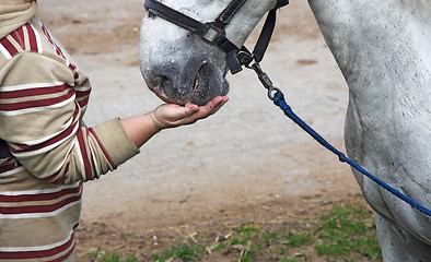 Image showing Feeding the horses