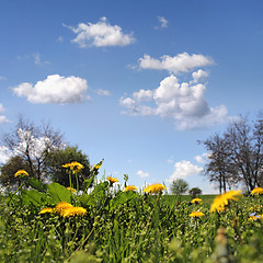 Image showing  Flowers dandelion