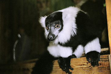 Image showing Ruffed lemur